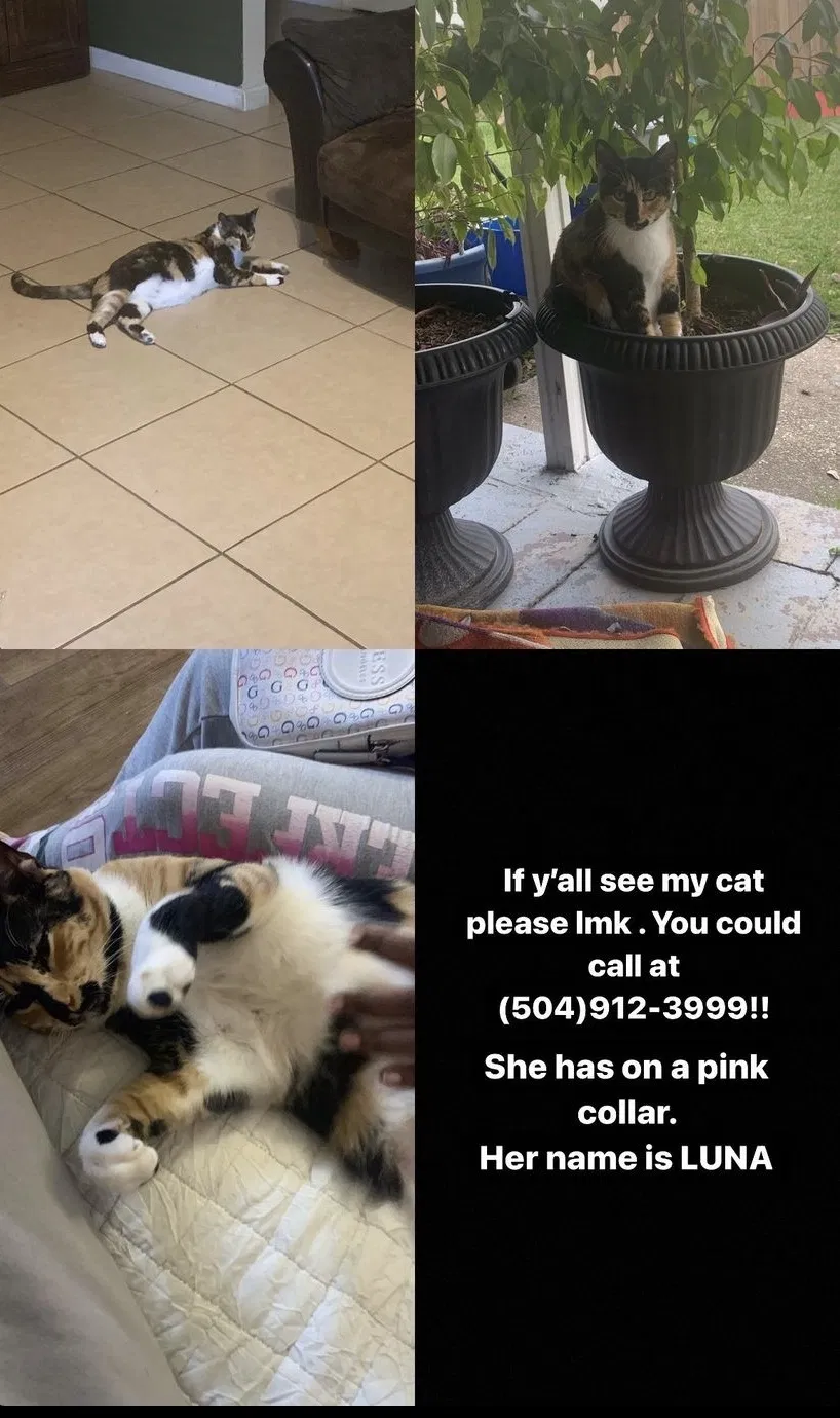 Lost cat in Gretna, LA, 70056