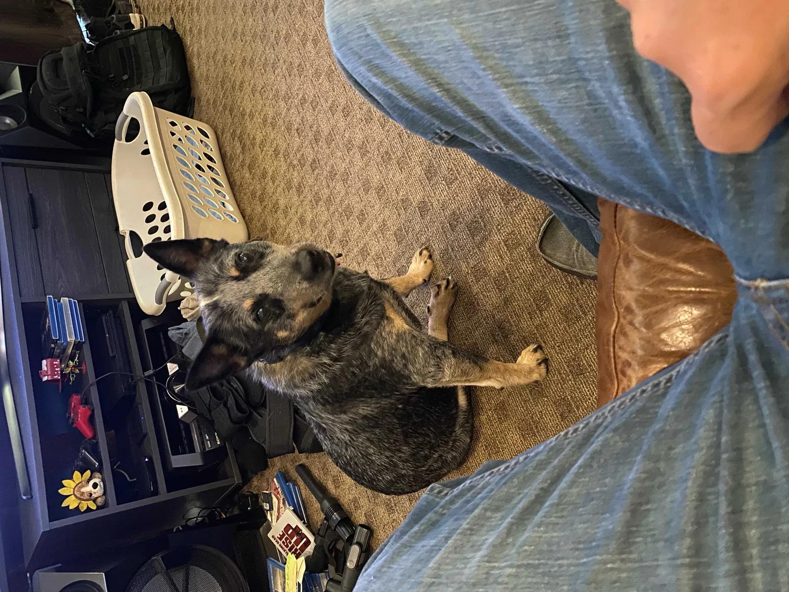 Lost dog in Bonita Springs, FL, 34135