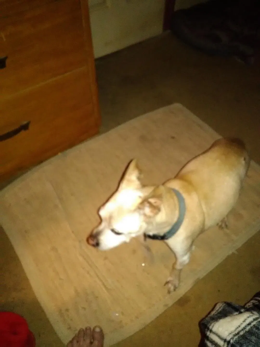 Lost dog in Athens, TX, 75751