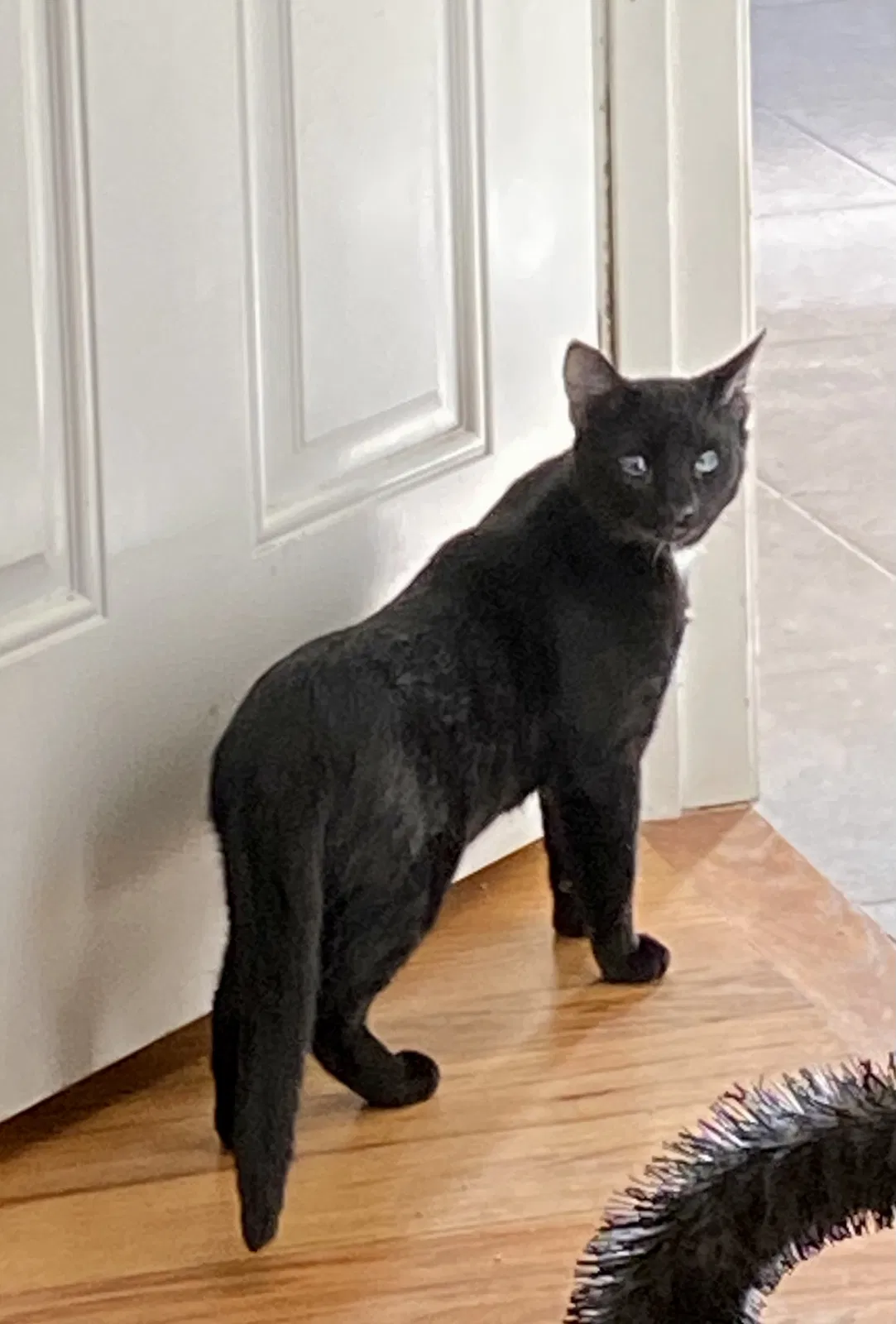 Lost cat in Summerville, SC, 29483