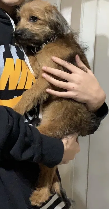 Lost dog in Hammond, IN, 46324
