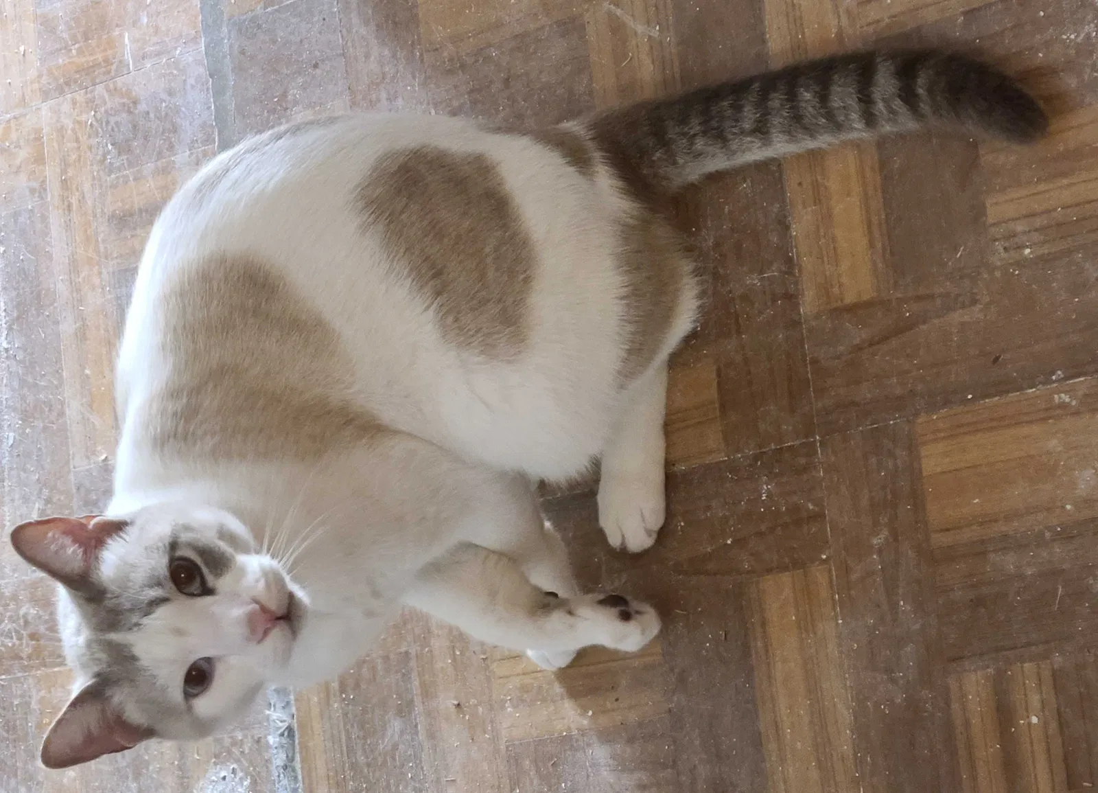 Lost cat in Corpus Christi, TX, 78413