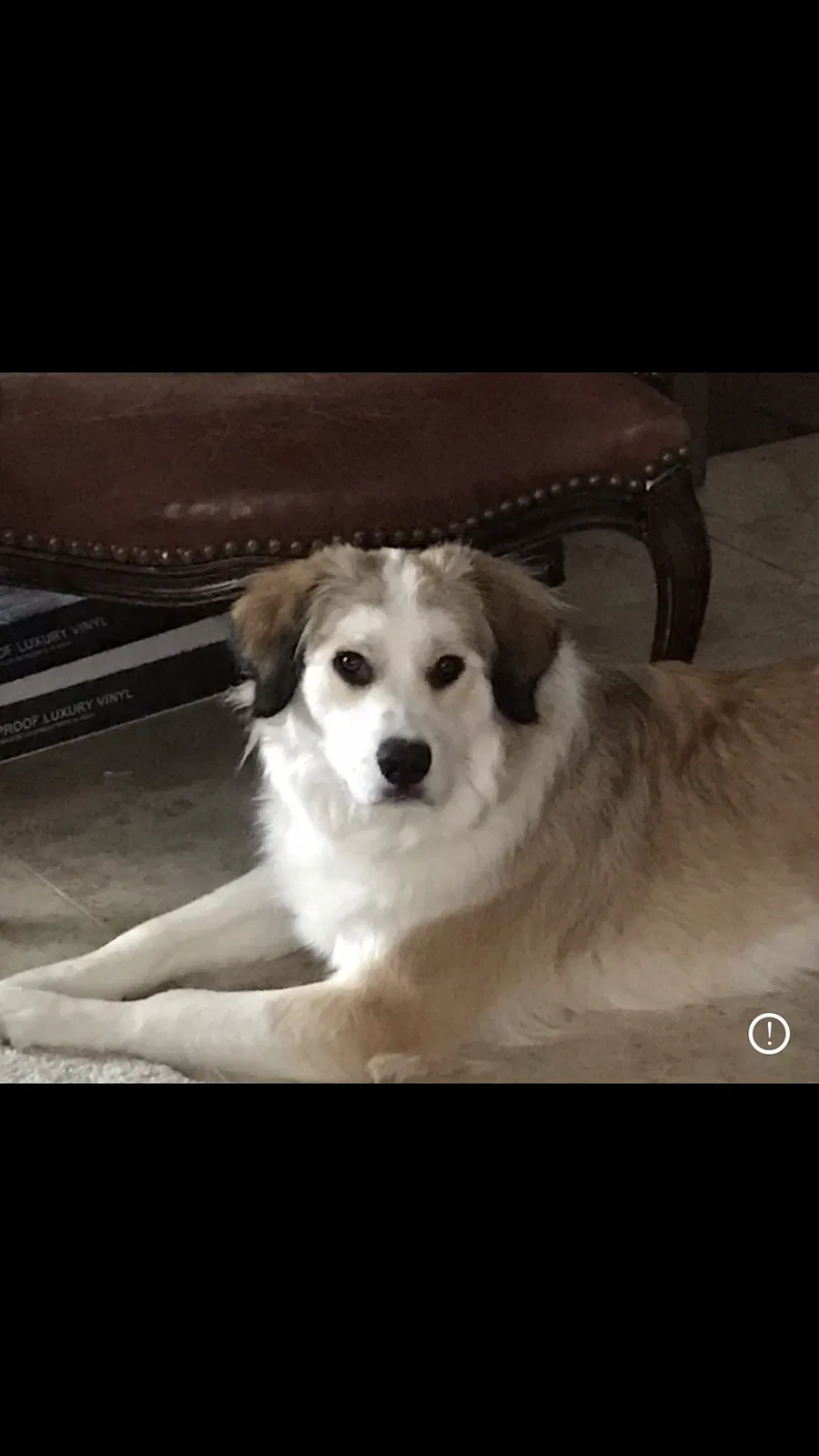 Lost dog in Kaysville, UT, 84037