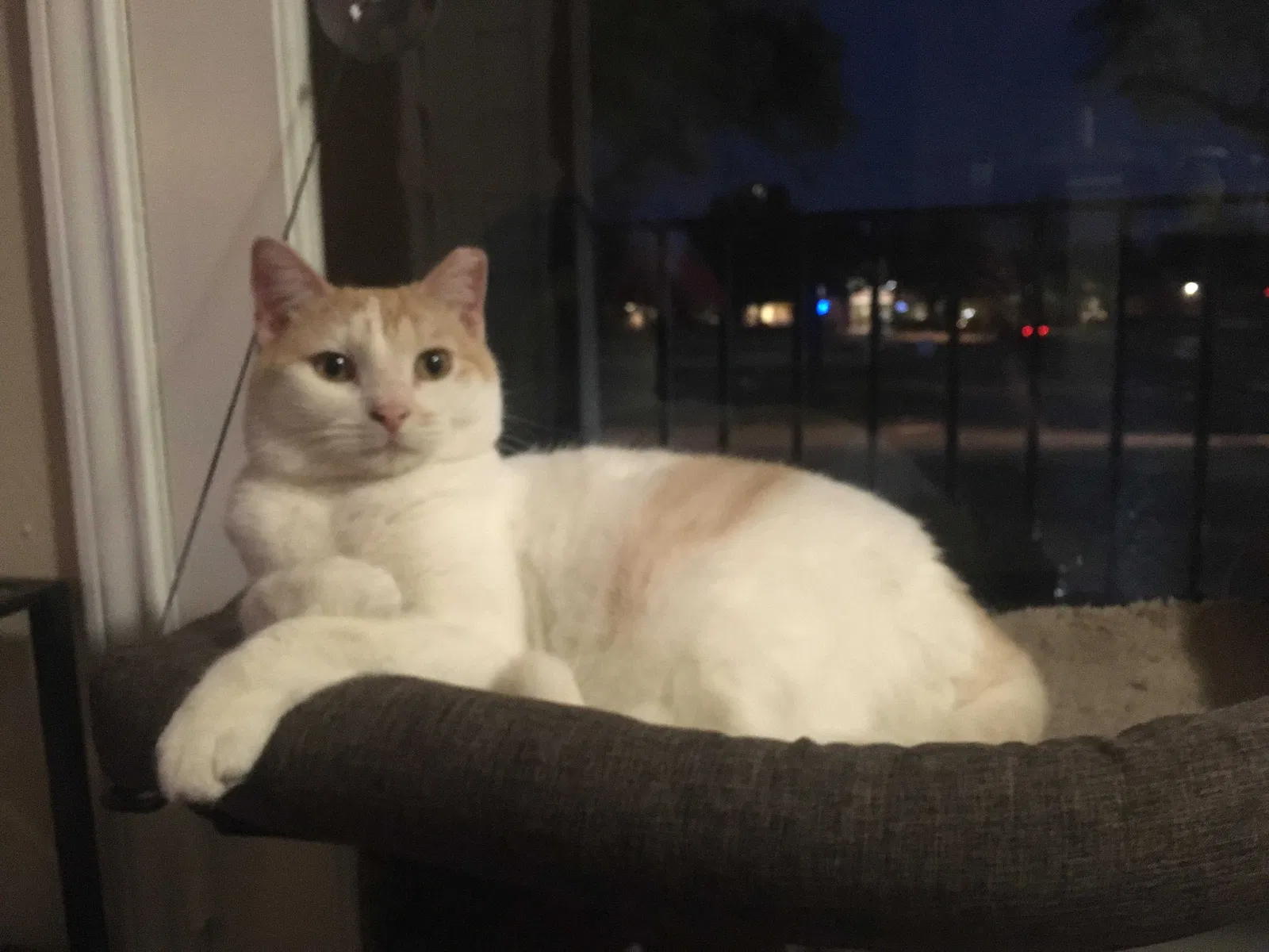 Lost cat in Bedford, TX, 76021
