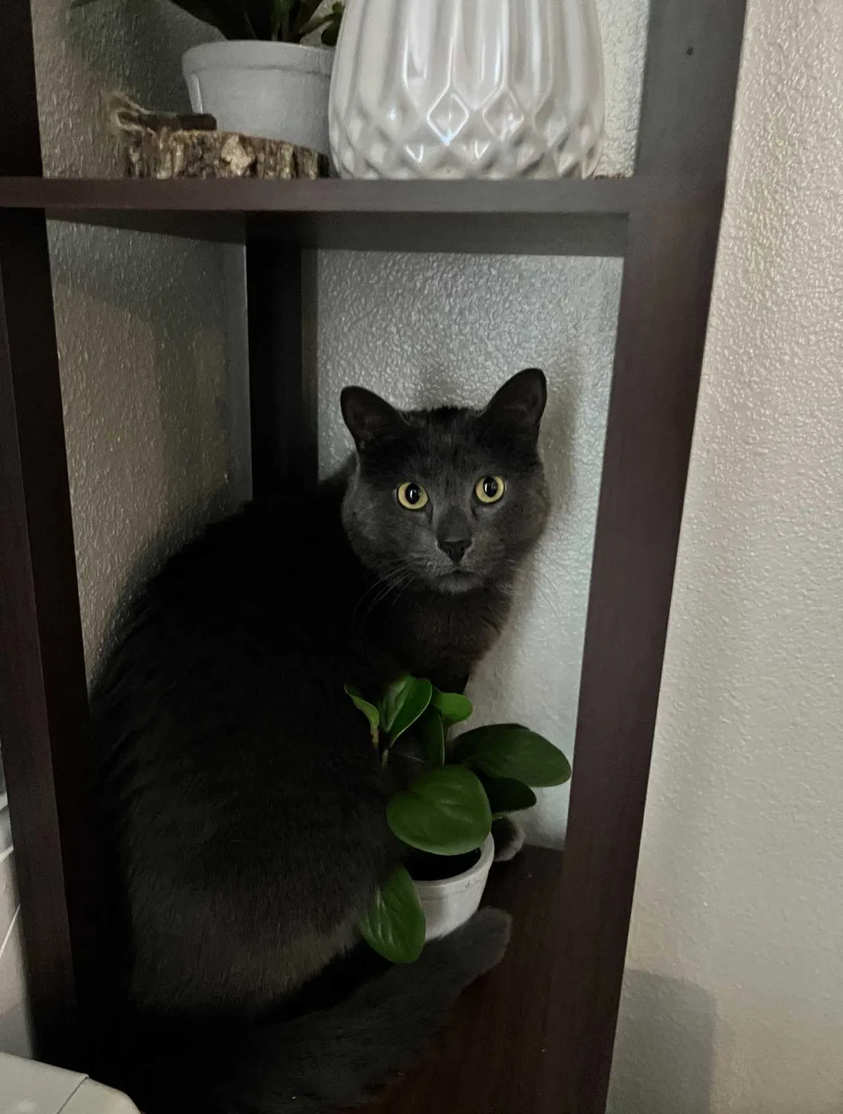 Lost cat in Milpitas, CA, 95035