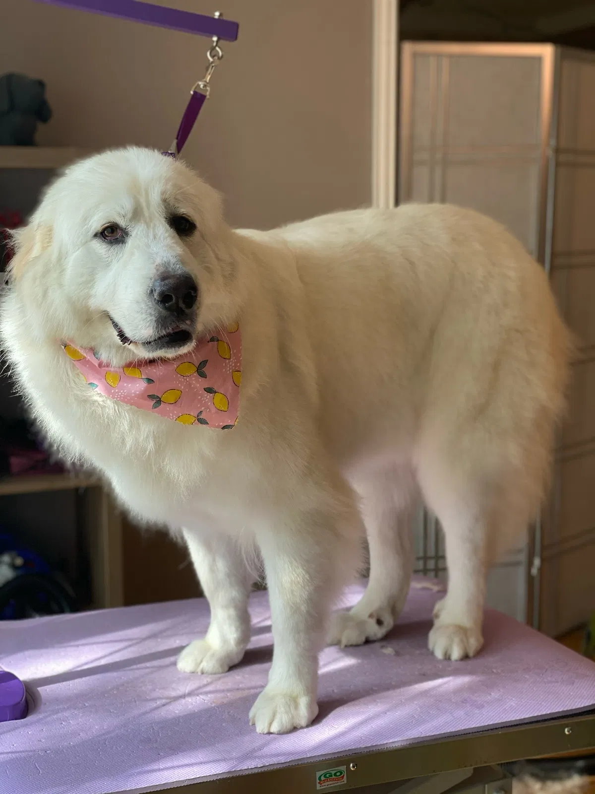 Lost dog in Houston, TX, 77036