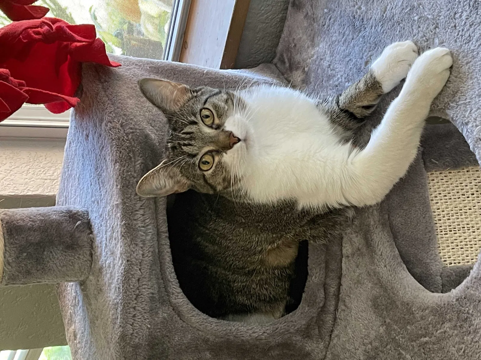 Lost cat in Granbury, TX, 76049