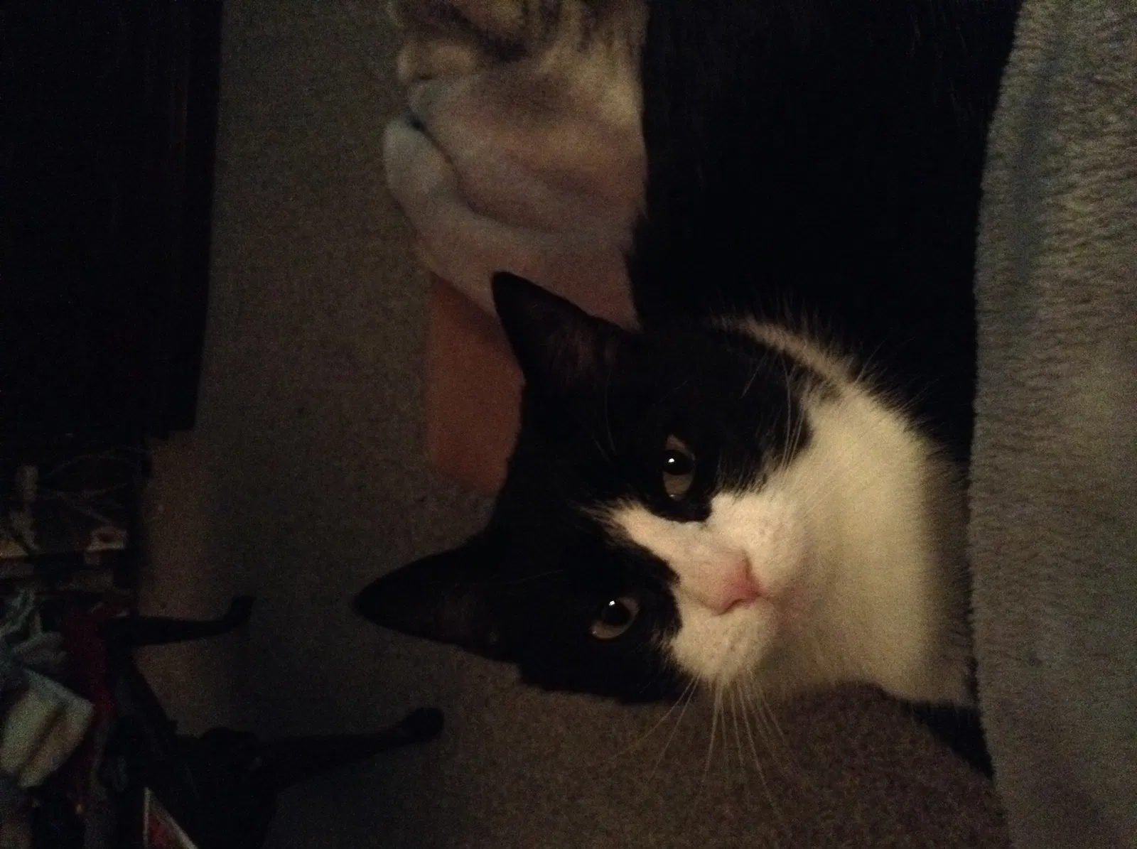 Lost cat in Bethune, SC, 29009
