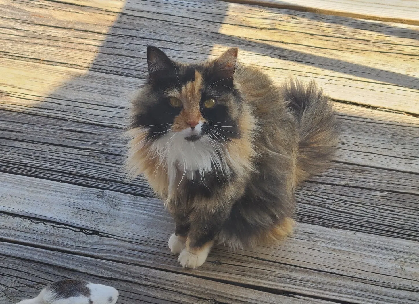 Lost cat in Prattville, AL, 36066