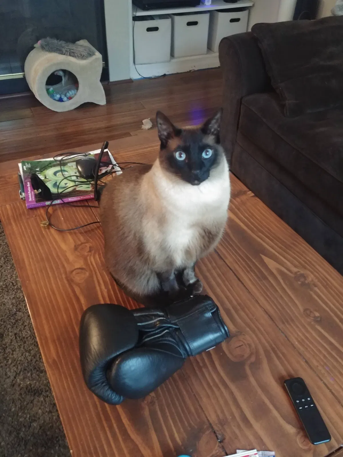 Lost cat in Foothill Ranch, CA, 92610