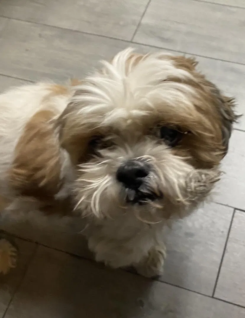 Lost dog in Las Vegas, NV, 89147