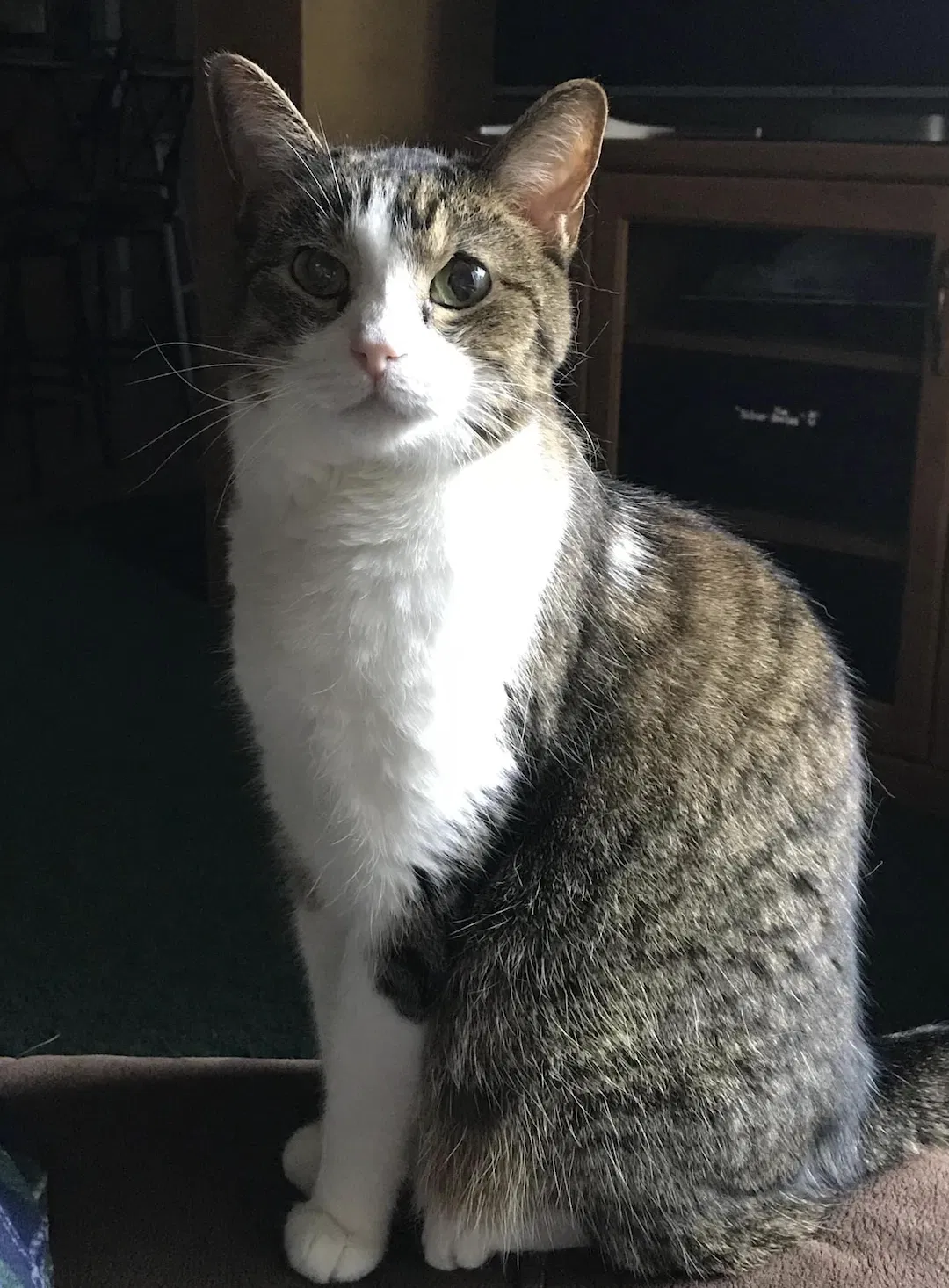 Lost cat in Springfield, MO, 65804