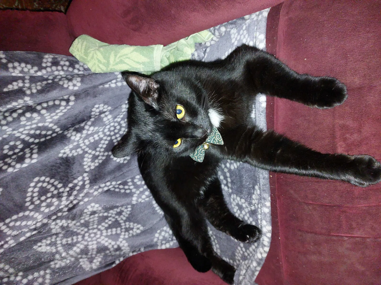 Lost cat in Mcminnville, OR, 97128