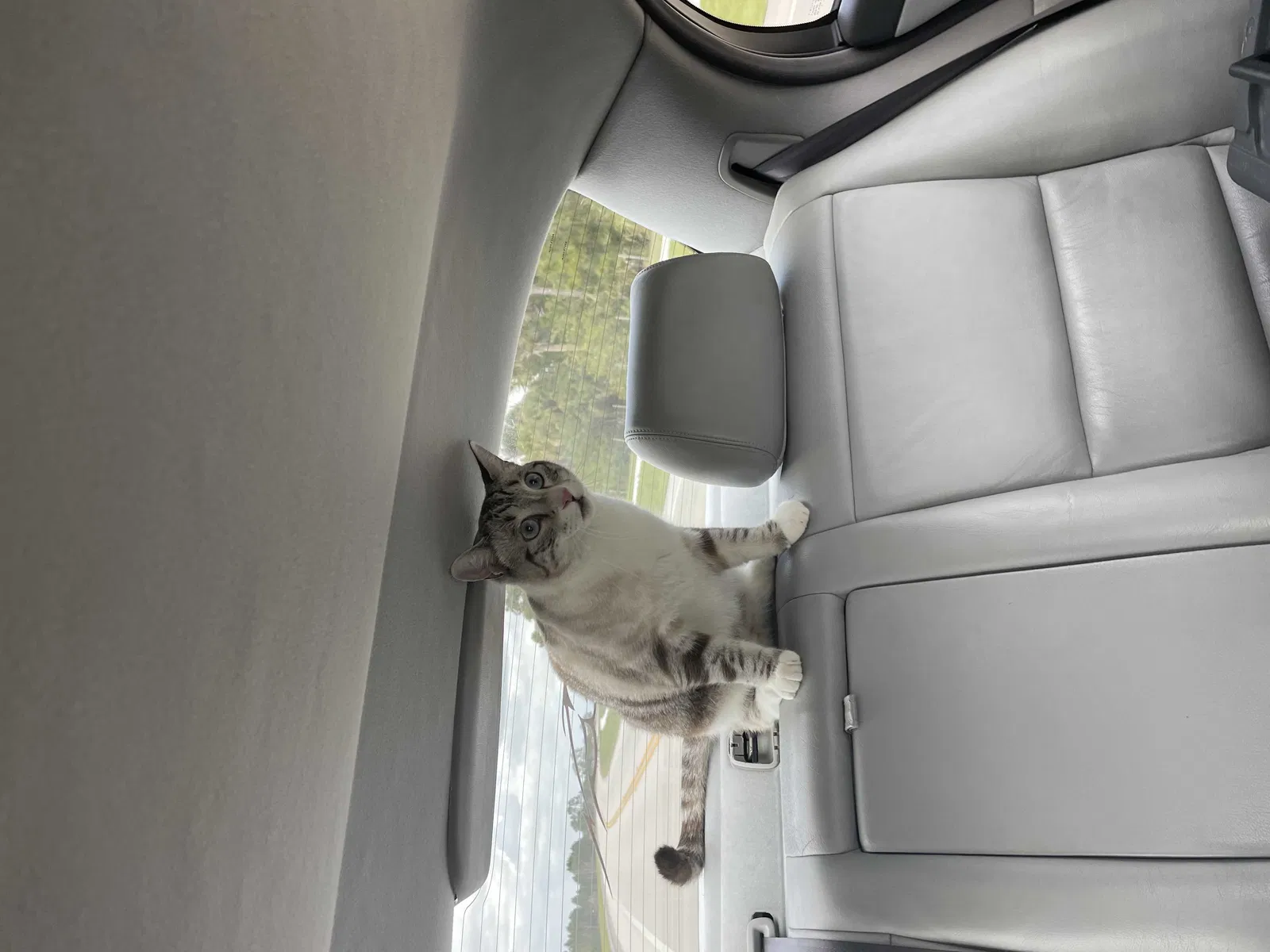 Lost cat in Fort Pierce, FL, 34947