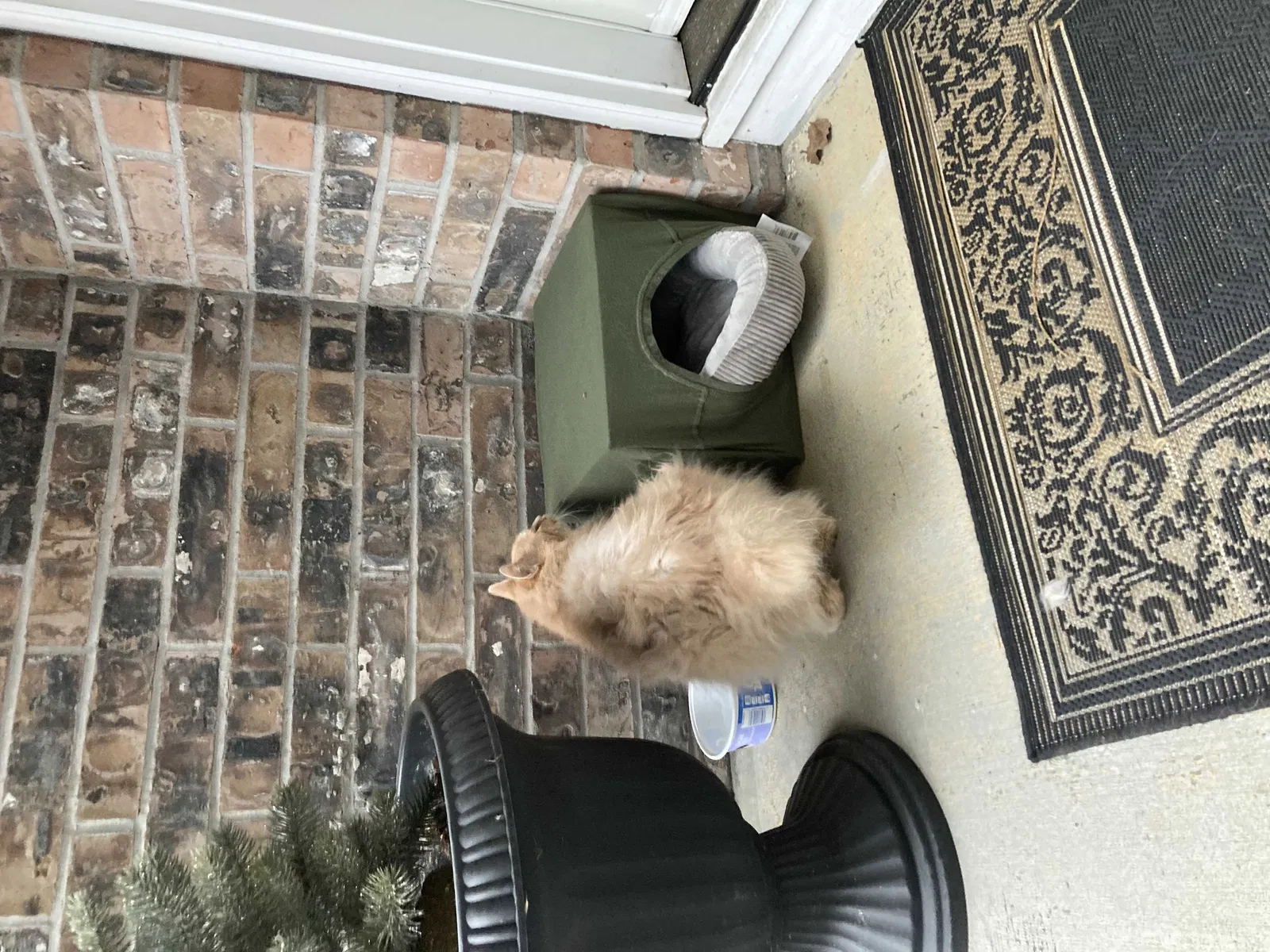 Found cat in Lakewood, WA, 98498