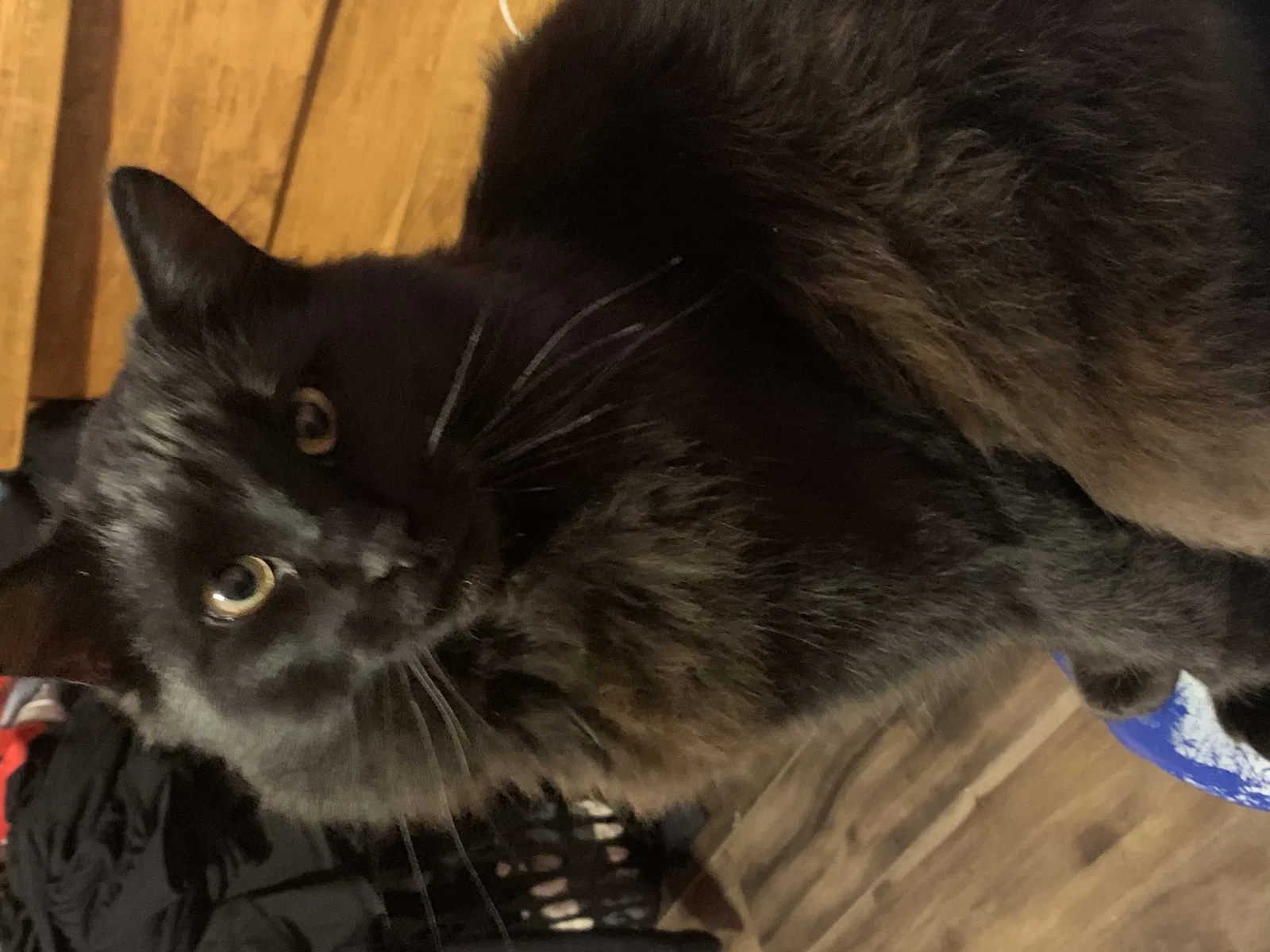 Lost cat in Oneonta, AL, 35121