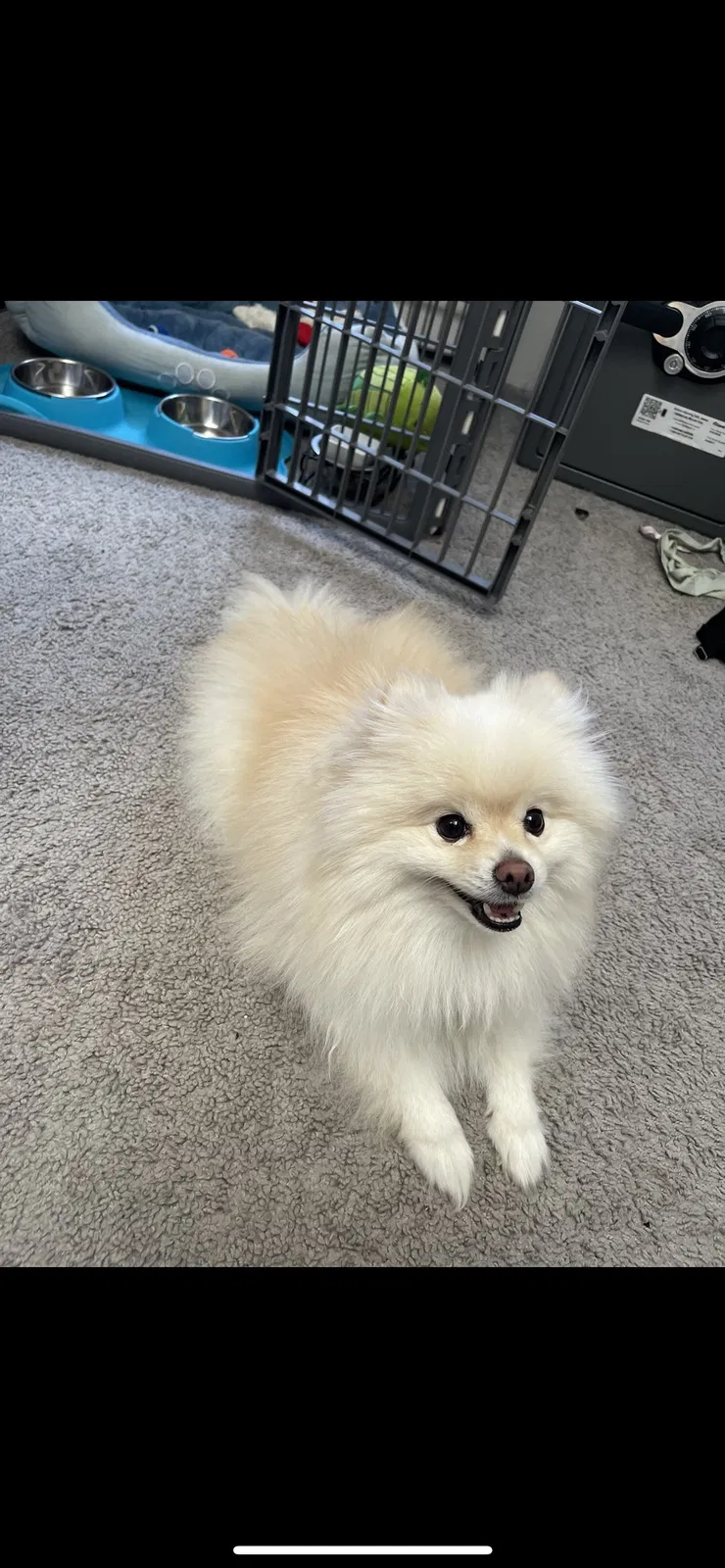 Lost dog in Honolulu, HI, 96822