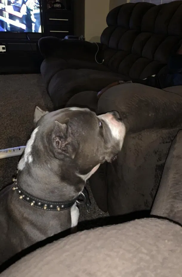 Lost dog in North Las Vegas, NV, 89081