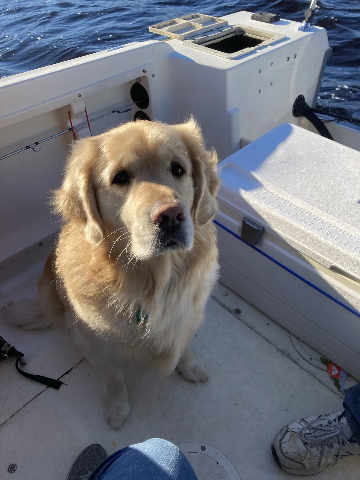 Lost dog in Orange Lake, FL, 32681