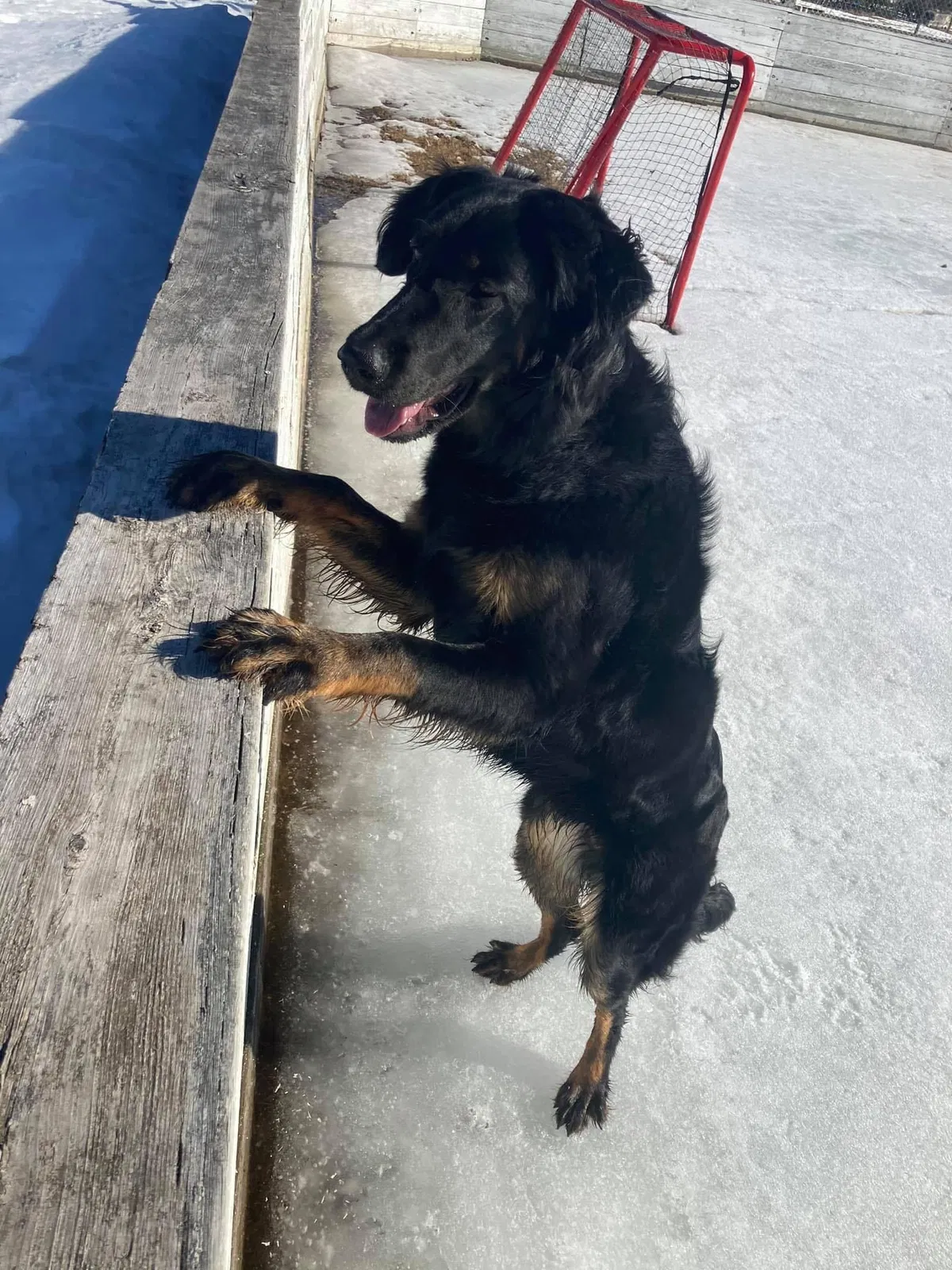 Lost dog in Goodhue, MN, 55027
