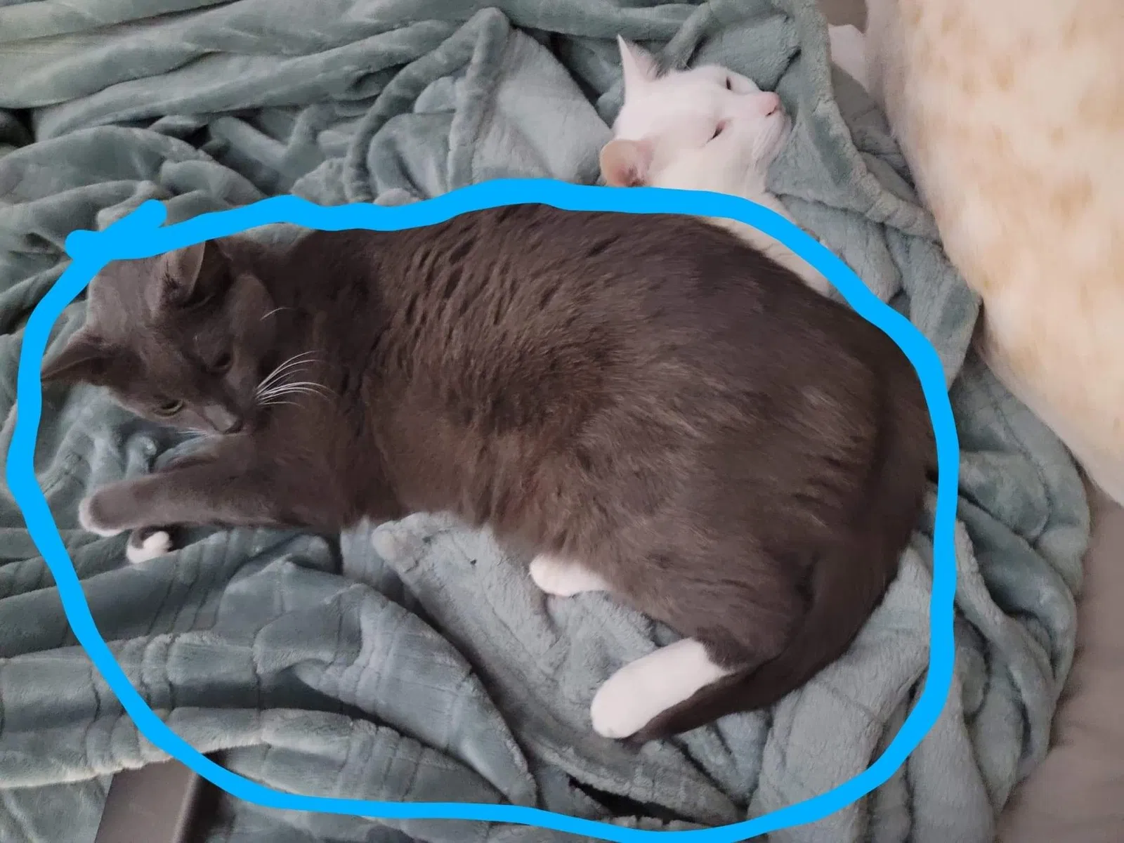 Lost cat in Marietta, GA, 30066
