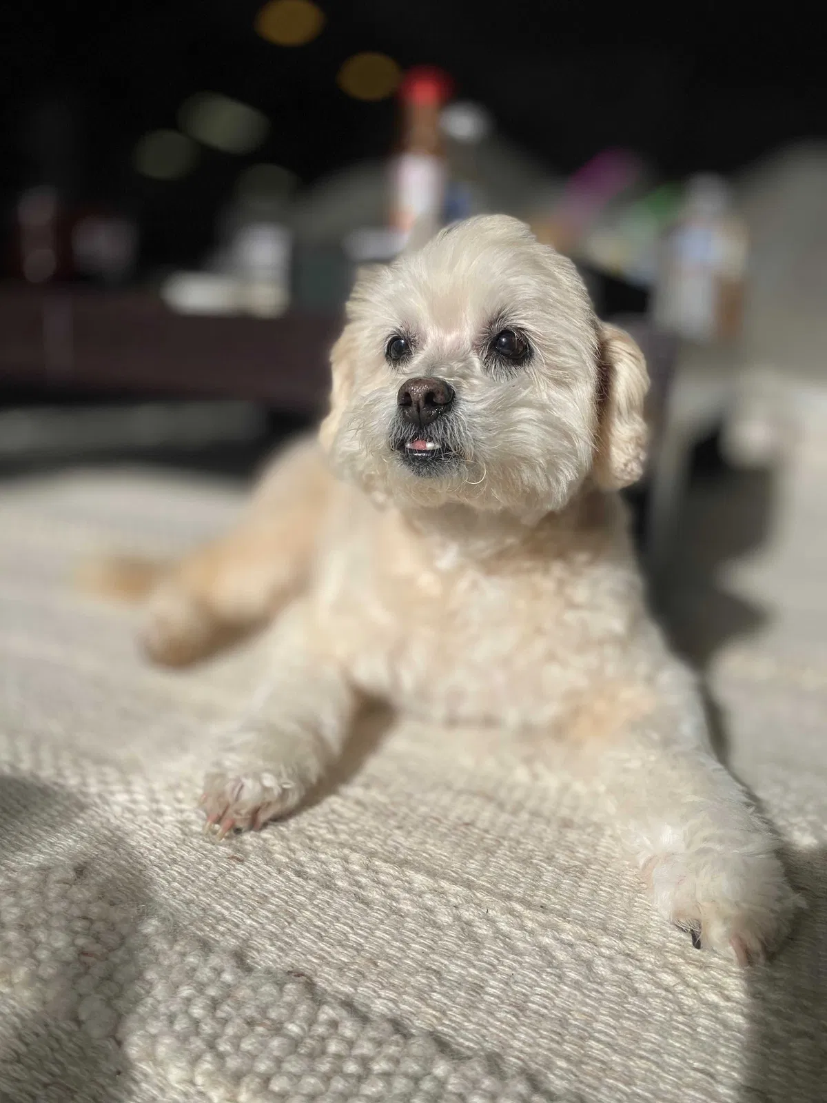 Lost dog in South Gate, CA, 90280