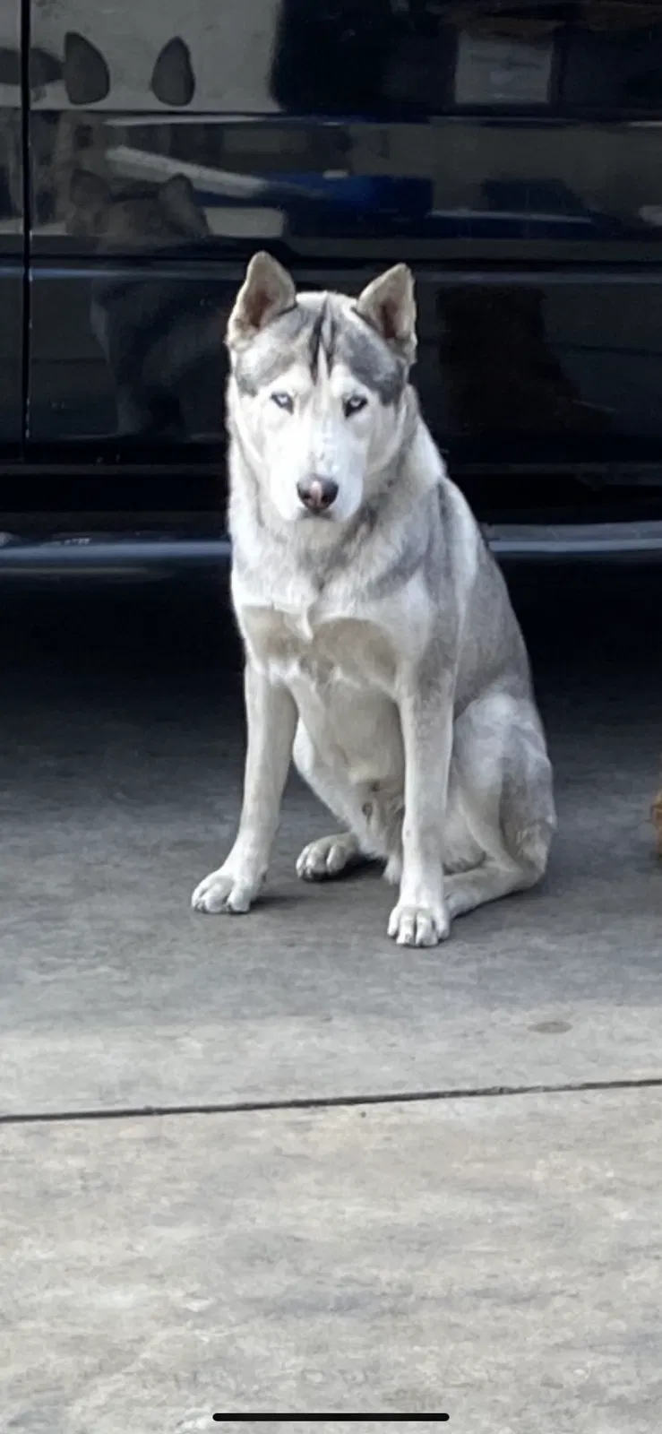 Lost dog in Los Angeles, CA, 90022