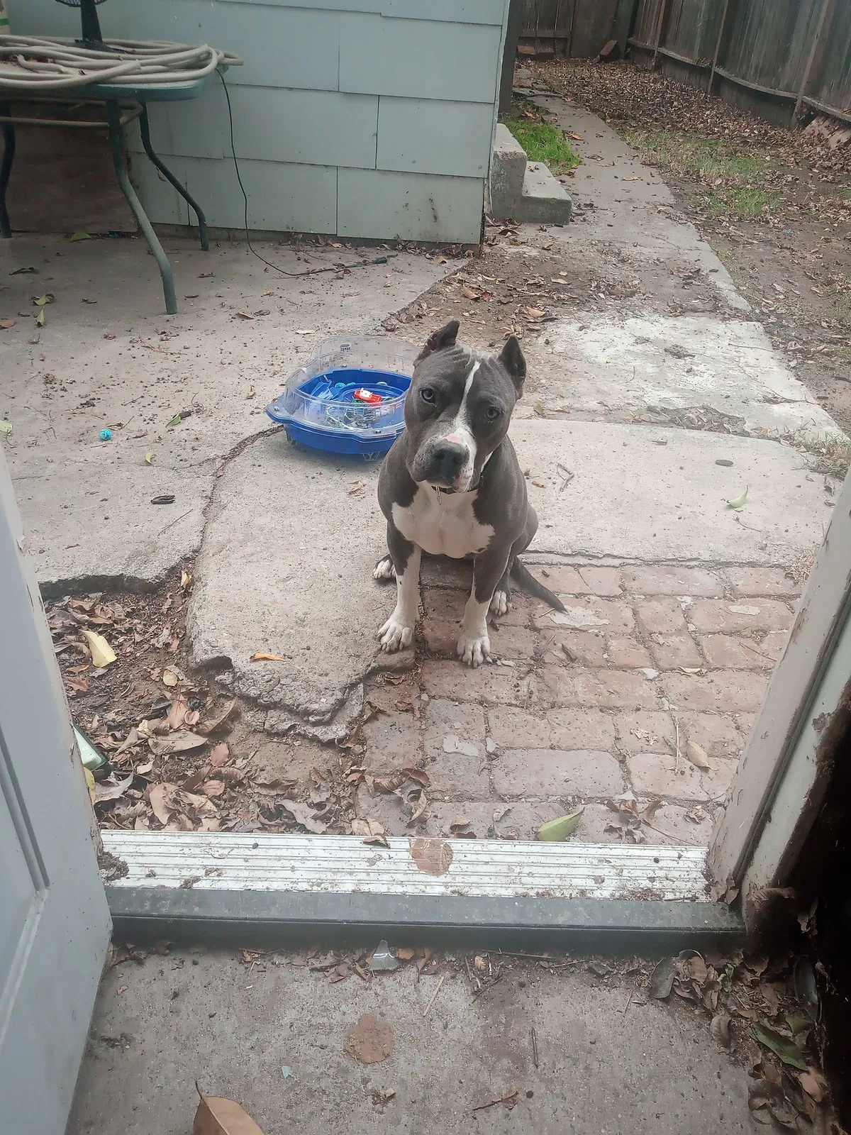 Lost dog in Fresno, CA, 93702