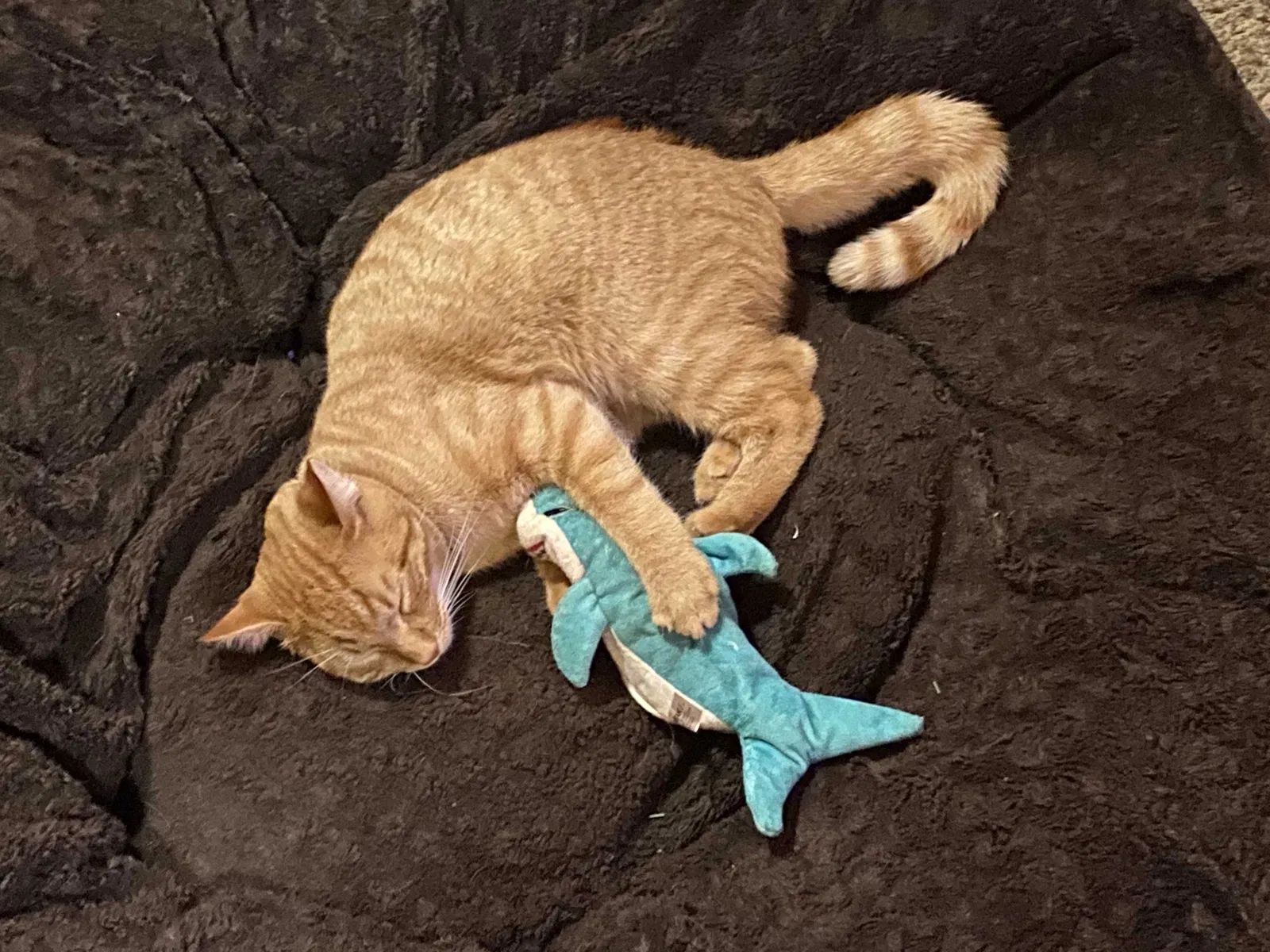 Lost cat in Nescopeck, PA, 18635