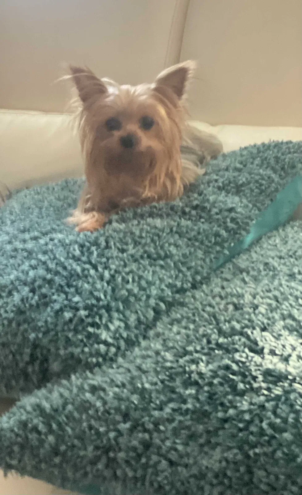 Lost dog in Evansville, IN, 47713