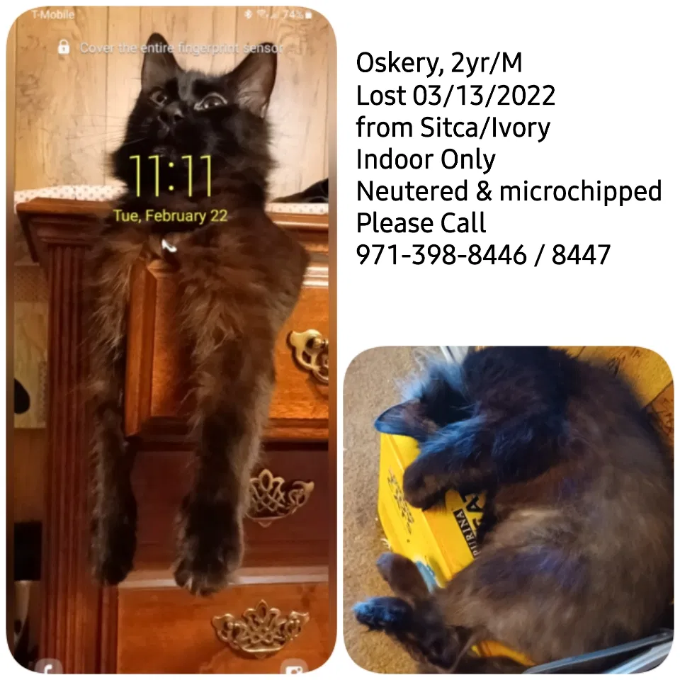 Lost cat in Spring, TX, 77389