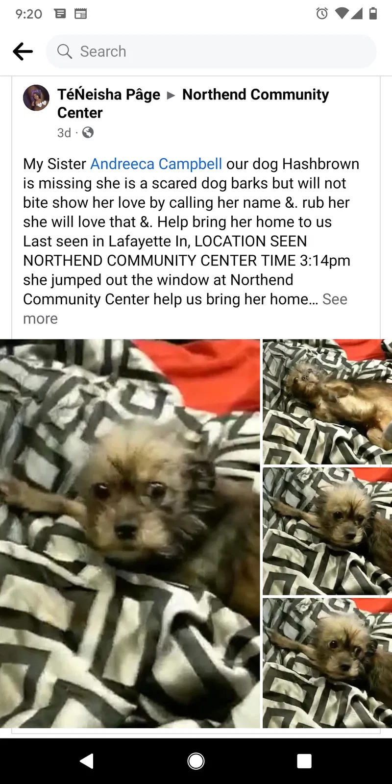Lost dog in Darlington, IN, 47940