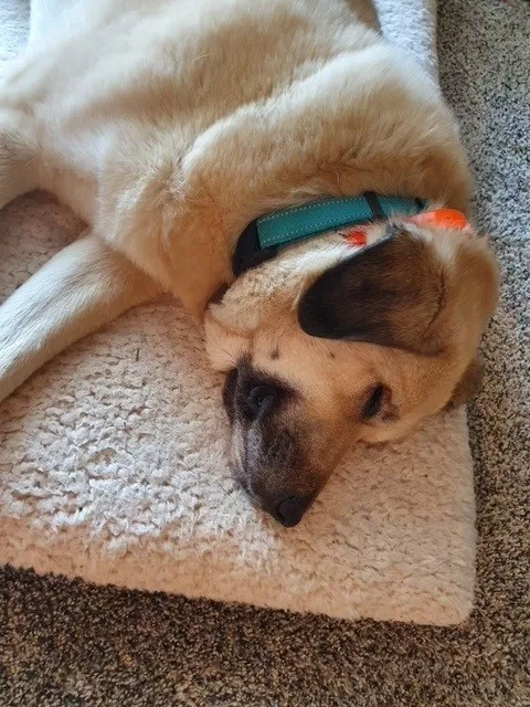 Lost dog in Saint Louis, MO, 63128