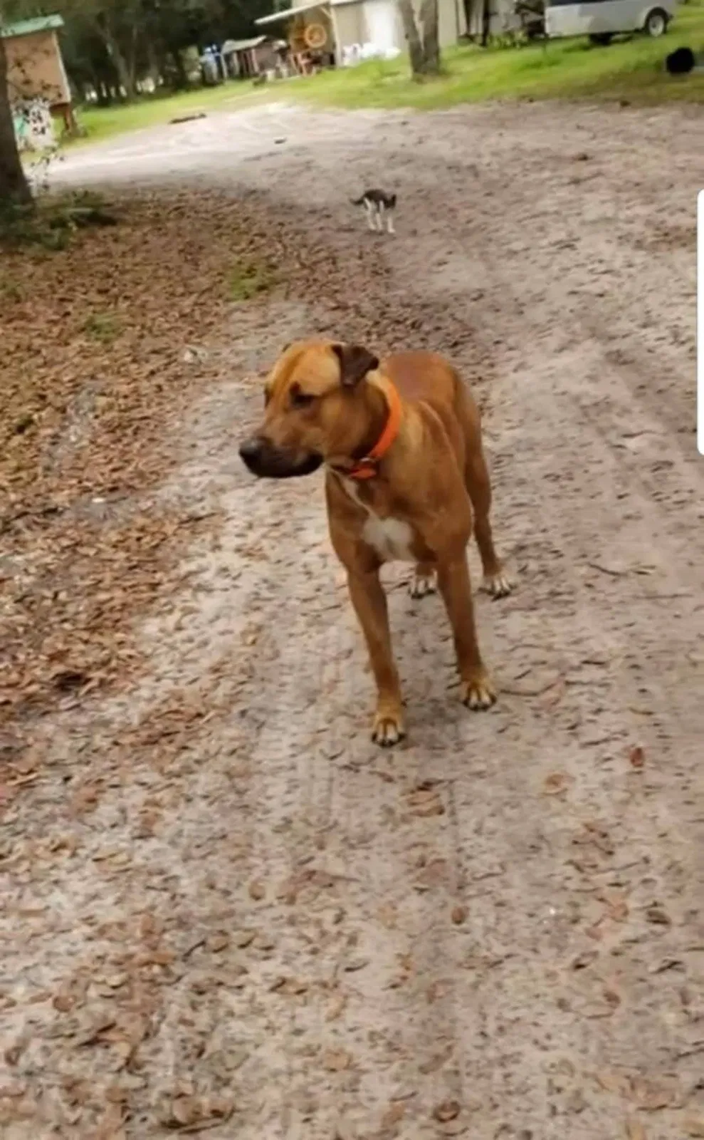 Lost dog in Arcadia, FL, 34266