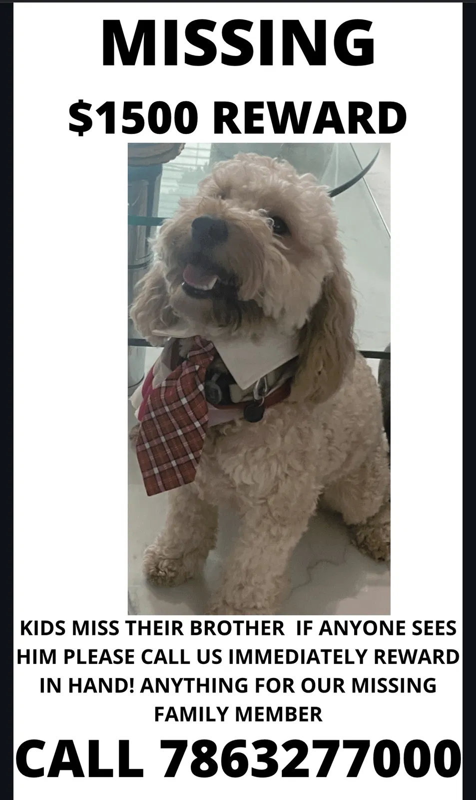 Lost dog in Miami, FL, 33130