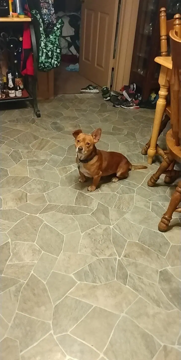 Lost dog in Jonesboro, AR, 72401