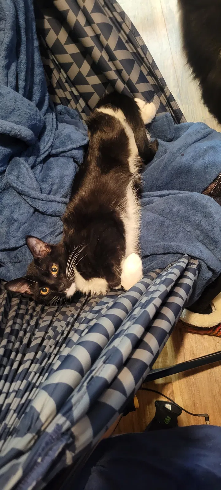 Lost cat in Tacoma, WA, 98444