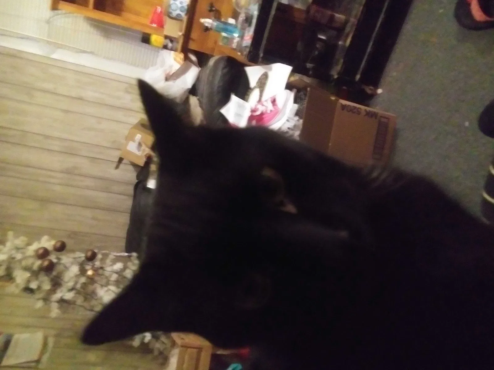 Lost cat in High Point, NC, 27265