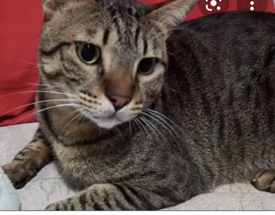 Lost cat in Umatilla, FL, 32784