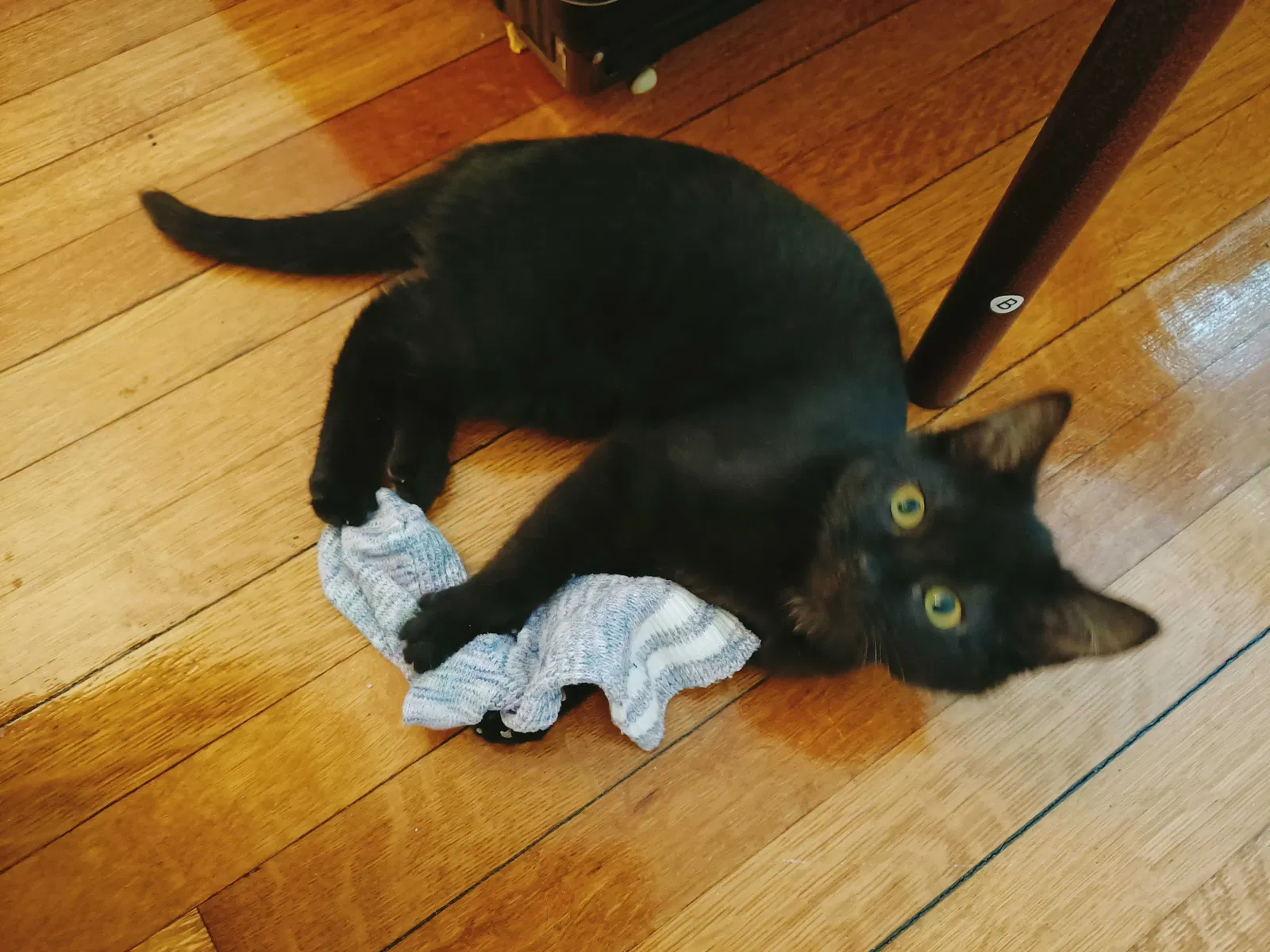 Lost cat in Boston, MA, 2215