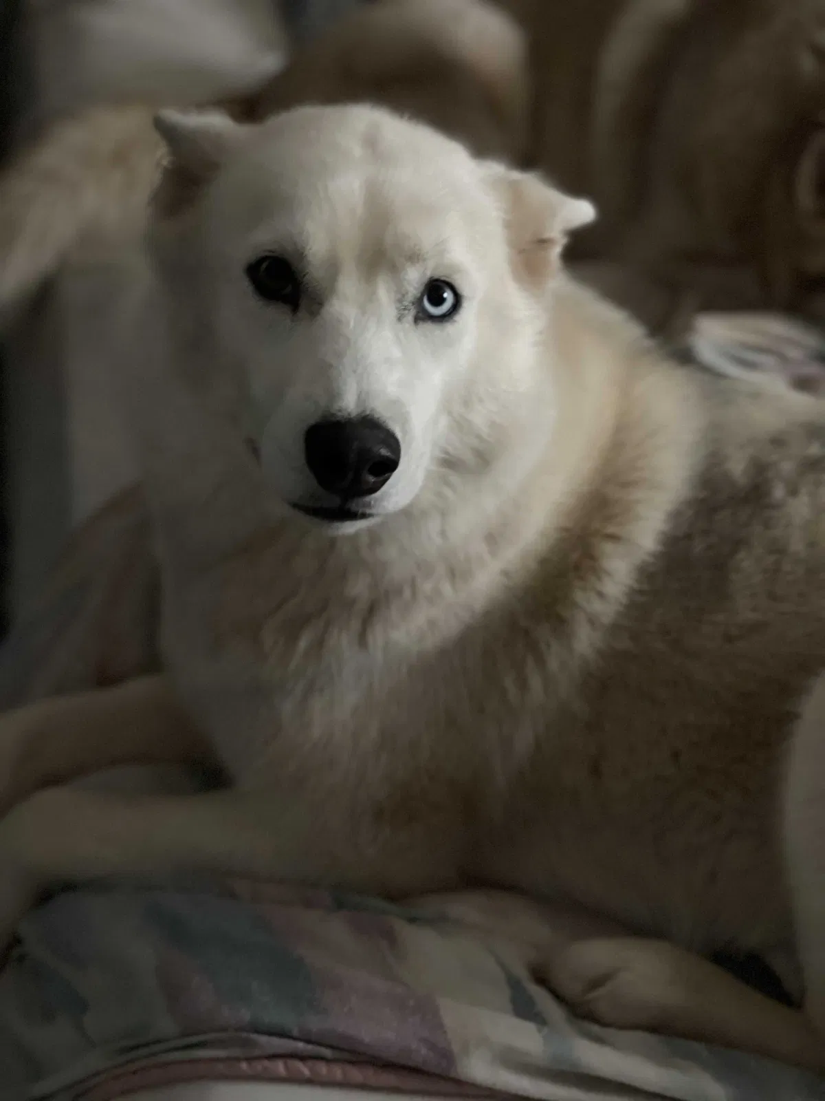 Lost dog in Stillwater, OK, 74074