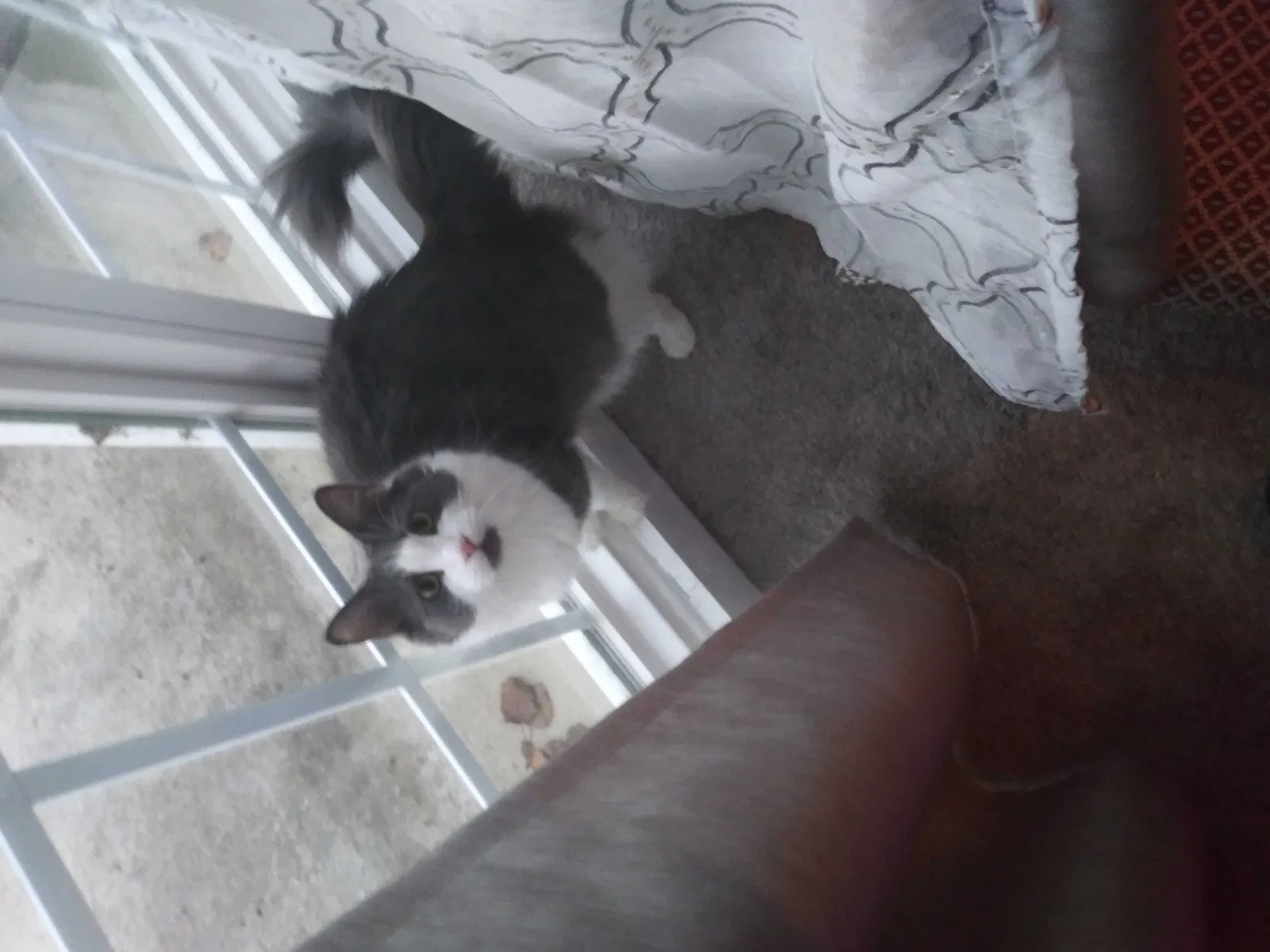 Lost cat in Greensboro, NC, 27410