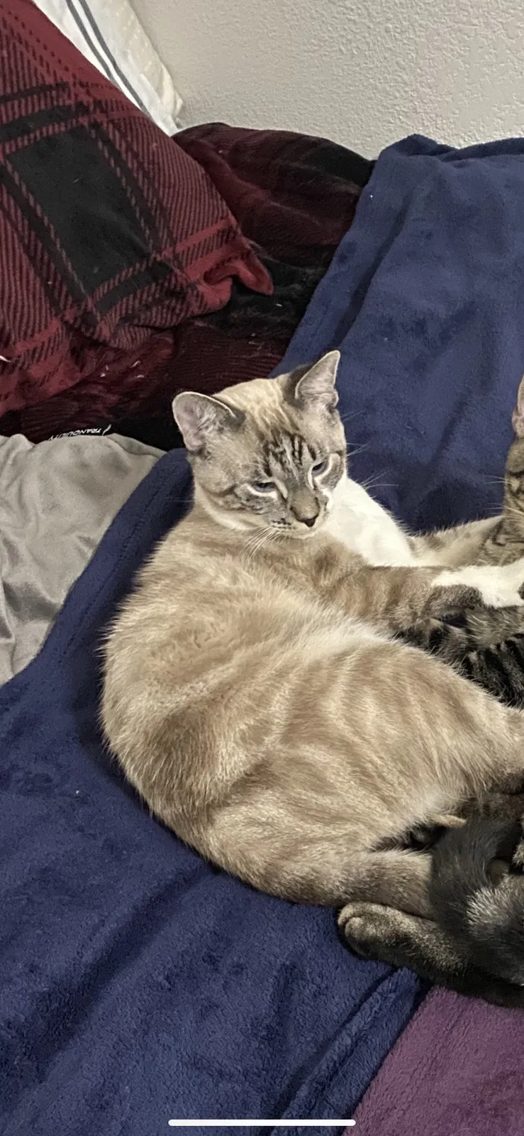 Lost cat in Bremerton, WA, 98312