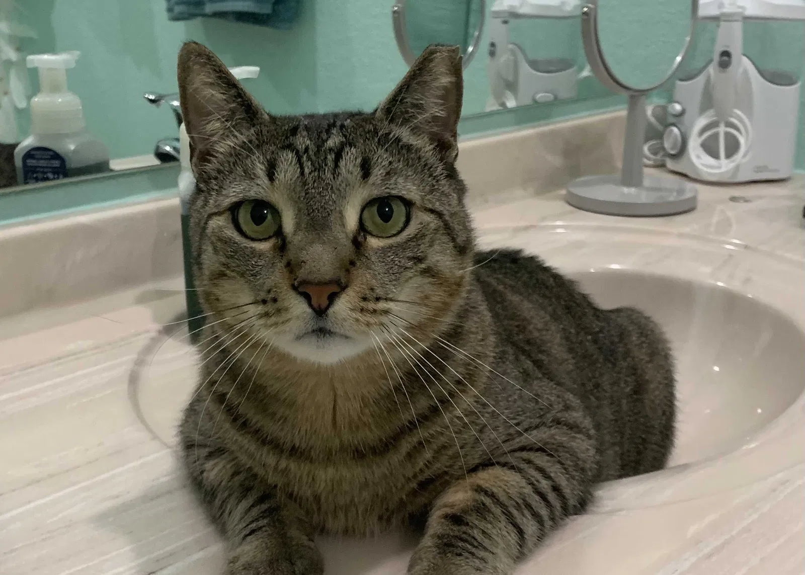 Lost cat in Port Charlotte, FL, 33953