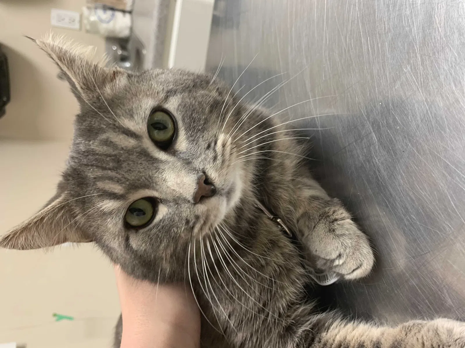 Lost cat in Knoxville, TN, 37921