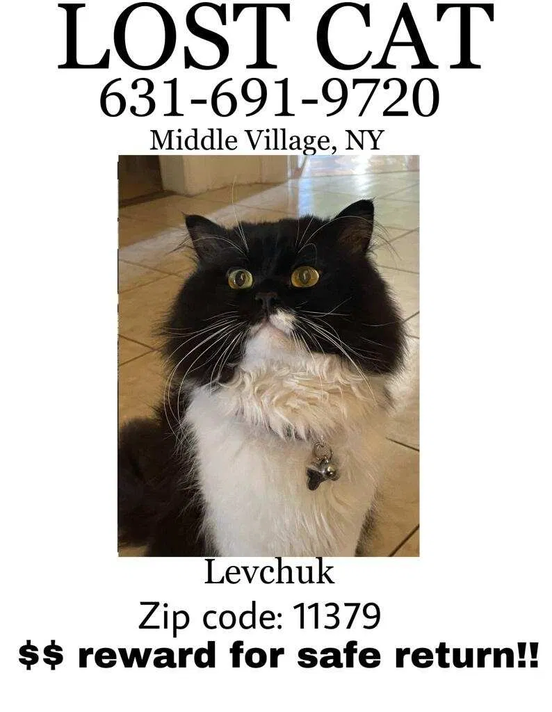 Lost cat in Middle Village, NY, 11379