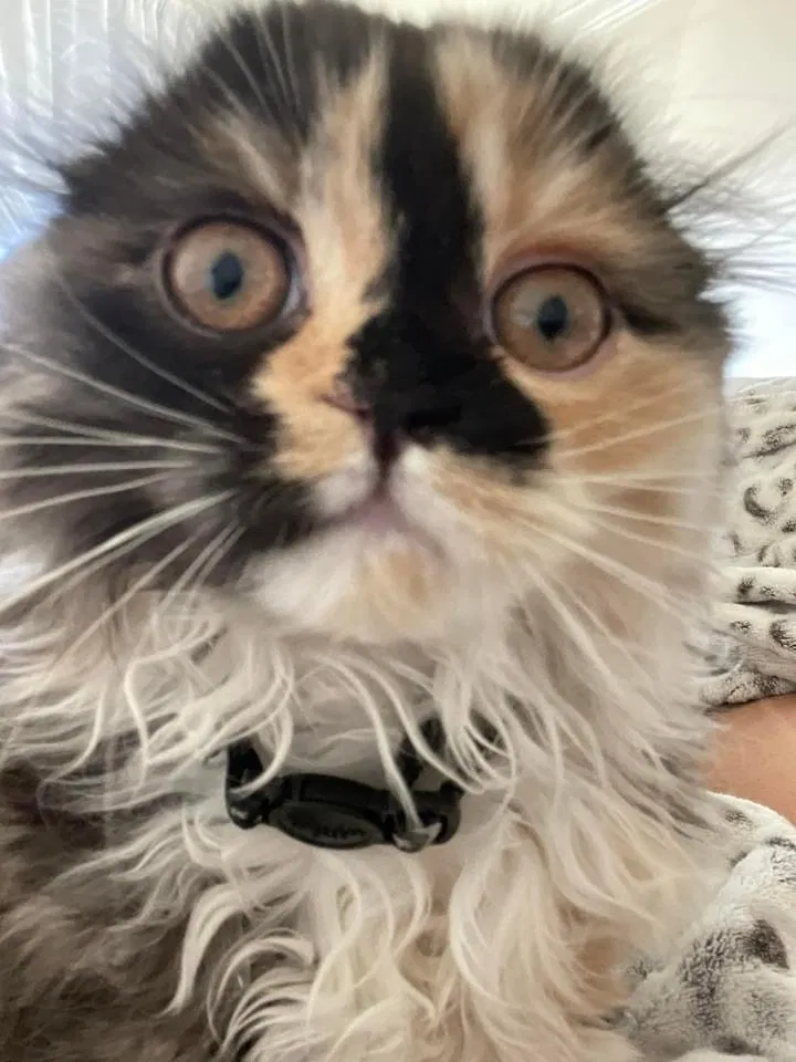 Lost cat in Los Angeles, CA, 90041