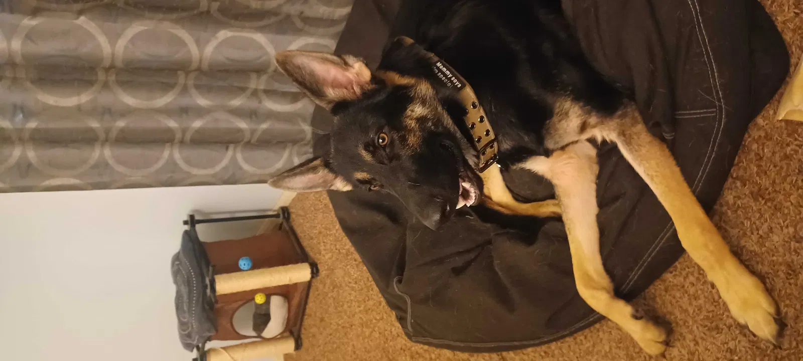 Lost dog in Canyon Lake, TX, 78133