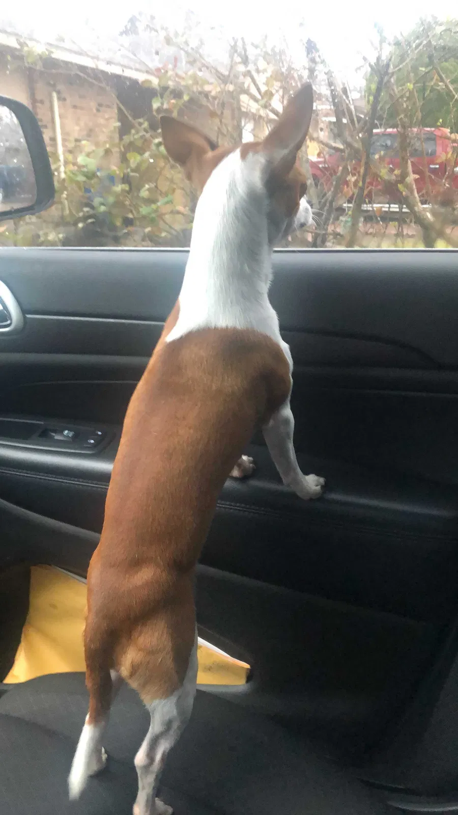 Lost dog in Houston, TX, 77038