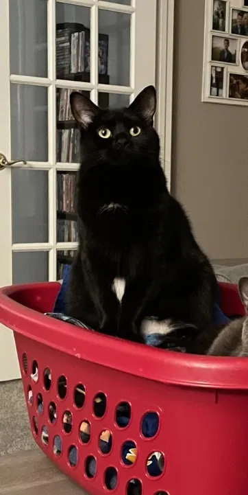 Lost cat in Canonsburg, PA, 15317
